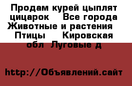 Продам курей цыплят,цицарок. - Все города Животные и растения » Птицы   . Кировская обл.,Луговые д.